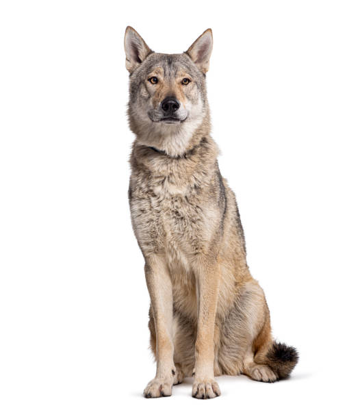 Sitting Czechoslovakian Wolfdog, Isolated on white