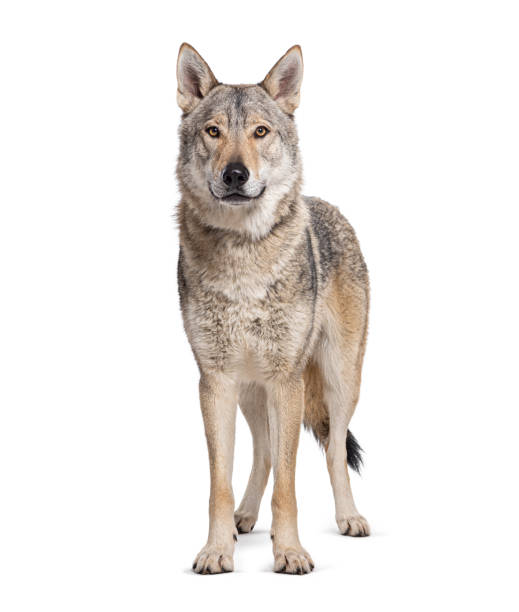 istock Standing in front Czechoslovakian Wolfdog looking at camera, Isolated on white 1482381368