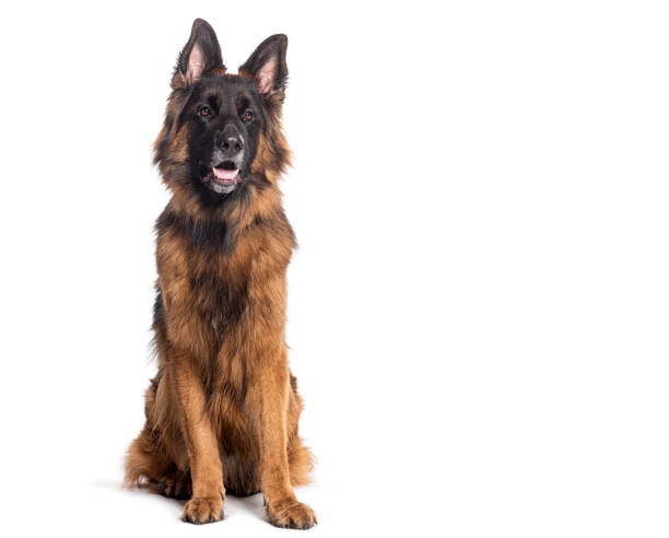 istock long-haired German shepherd panting mouth open, isolated on white 1482381387