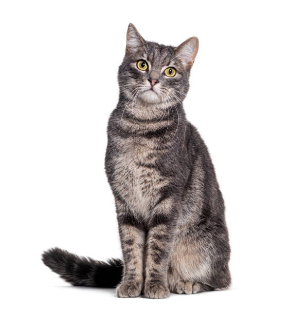 istock Grey tabby cat sitting and looking at the camera, isolated on white 1482381478