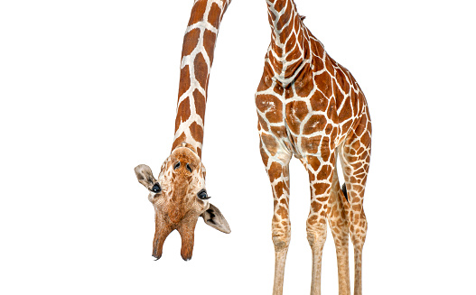 caricature of a funny and cute giraffe upside down  with teeth and big eyes. Perspective effect shrinking the body which creates a lot of depth, isolated on white