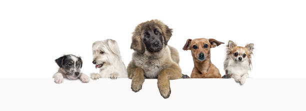 istock groups of different dogs leaning on a empty web banner to place text.    Empty space for text, isolated on white 1482381630