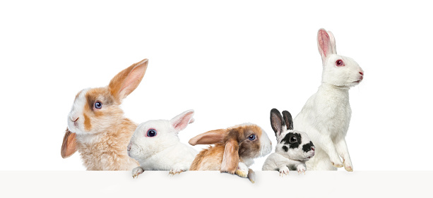 groups of different rabbitss leaning on a empty web banner to place text.    Empty space for text, isolated on white