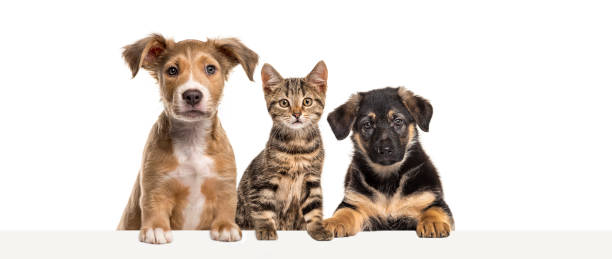 istock Cat and dogs leaning together on a empty web banner to place text.    Empty space for text, isolated on white 1482381646