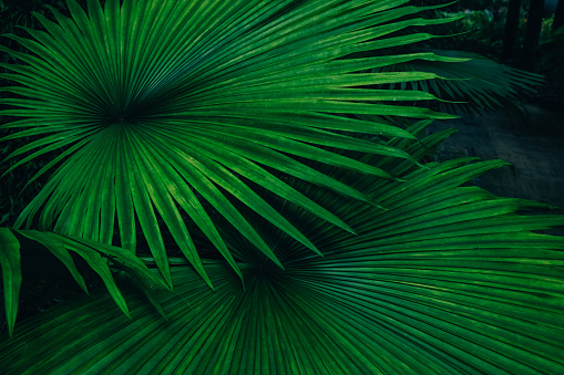 Palm leaves dark green background.
