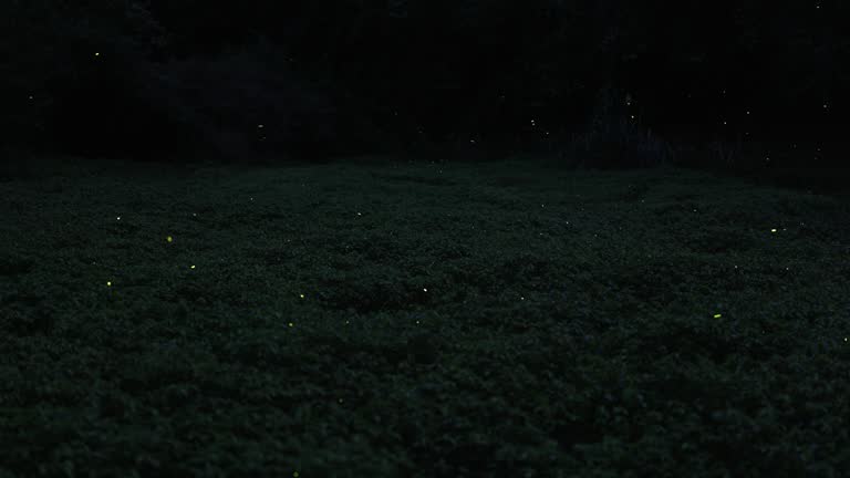 Fireflies in the jungle flicker rhythmically in the darkness