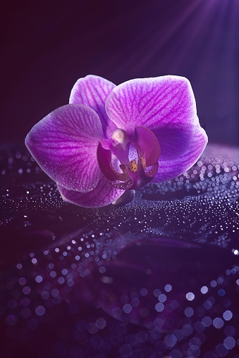 A vibrant purple orchid blossom sits on a dark wet surface