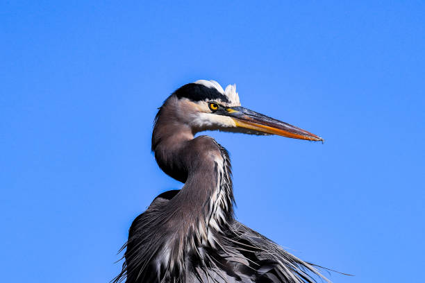 istock Headshot Of Heron 1482382601