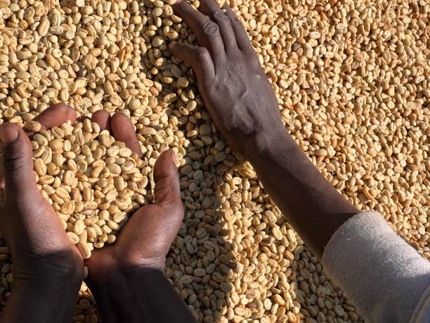 istock Women's hands showing dry coffee beans in the sun-drying process, the honey process, in the highland Sidama region of Ethiopia 1482382604