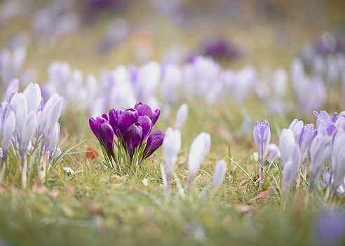 A beautiful shot of blooming bright purple crocus flowers on a field