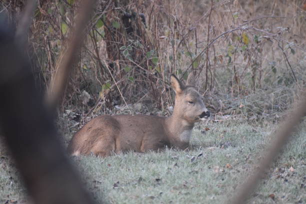 istock A female roe deer in good condition is resting and ruminating. Eyes almost closed. 1482384919