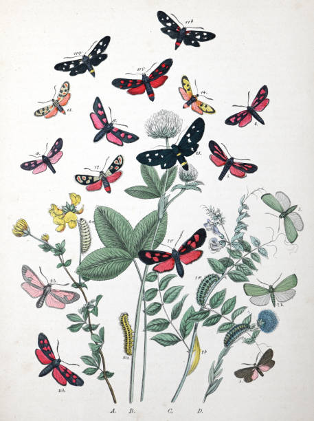 istock Moths and caterpillars with floral host plant - vintage color illustration 1482385940