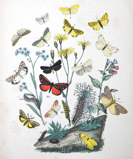 istock Moths and caterpillars with floral host plant - vintage color illustration 1482385943
