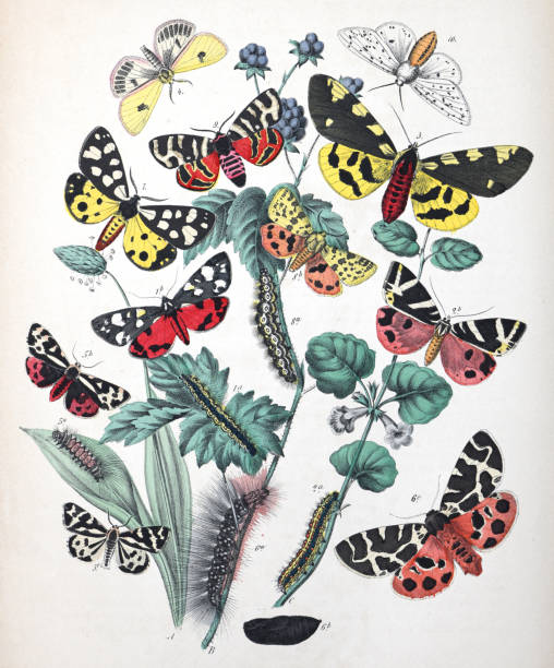 istock Moths and caterpillars with floral host plant - vintage color illustration 1482385949