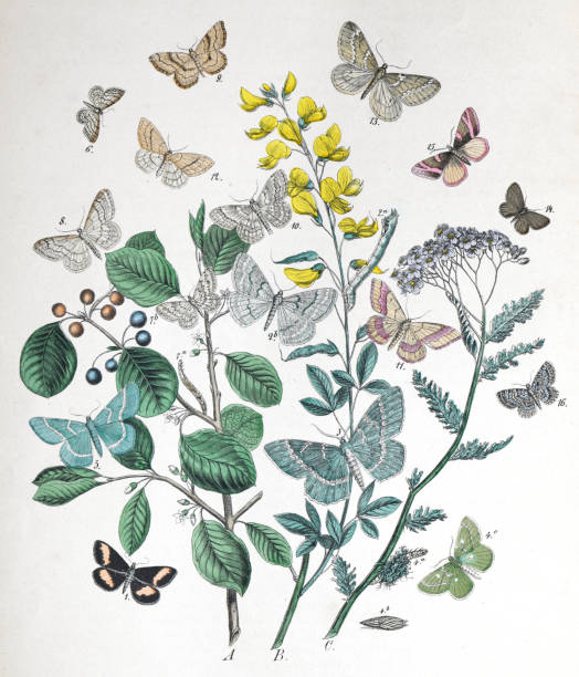istock Moths and caterpillars with floral host plant - vintage color illustration 1482386047