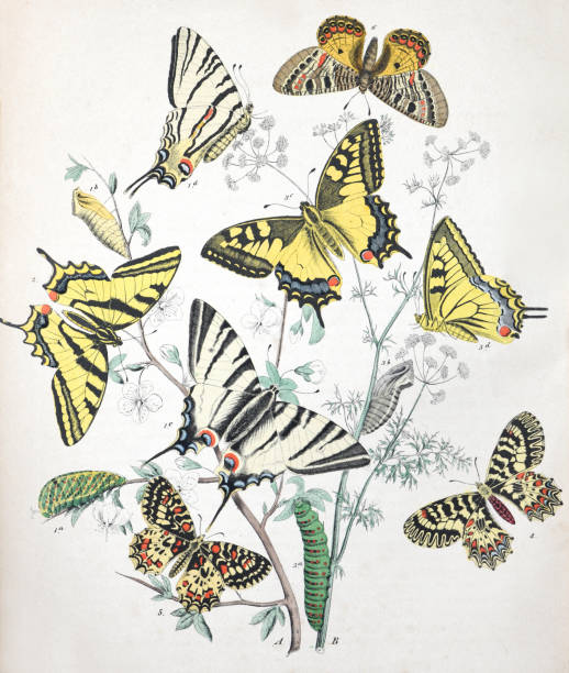 бабочки и гусеницы с цветочным растением-хозяином - винтажная цветная иллюстрация - scarce swallowtail stock illustrations
