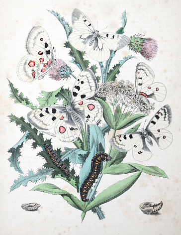 Vintage color illustration - Butterflies and caterpillars with floral host plant