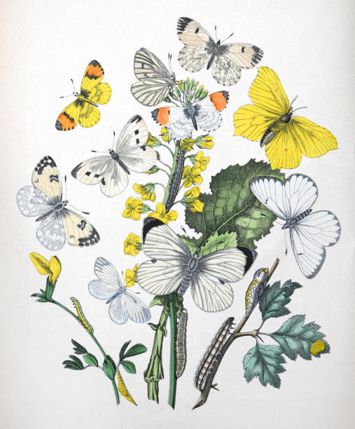 motyle i gąsienice z kwiatową rośliną żywicielską - kolorowa ilustracja vintage - gonepteryx stock illustrations