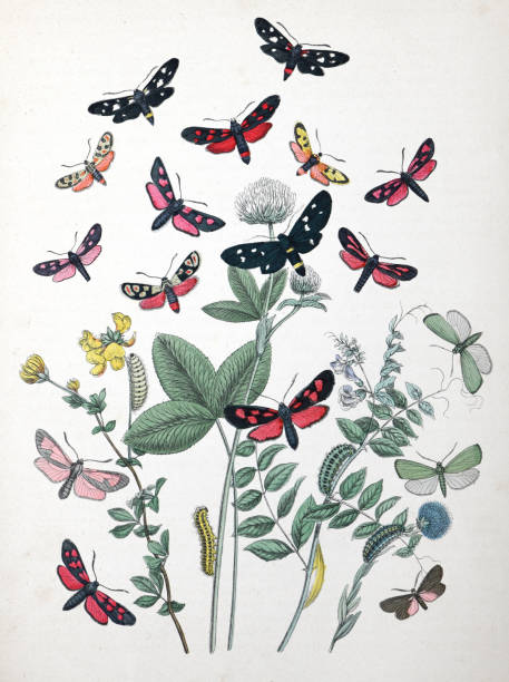istock Moths and caterpillars with floral host plant - vintage color illustration 1482386234