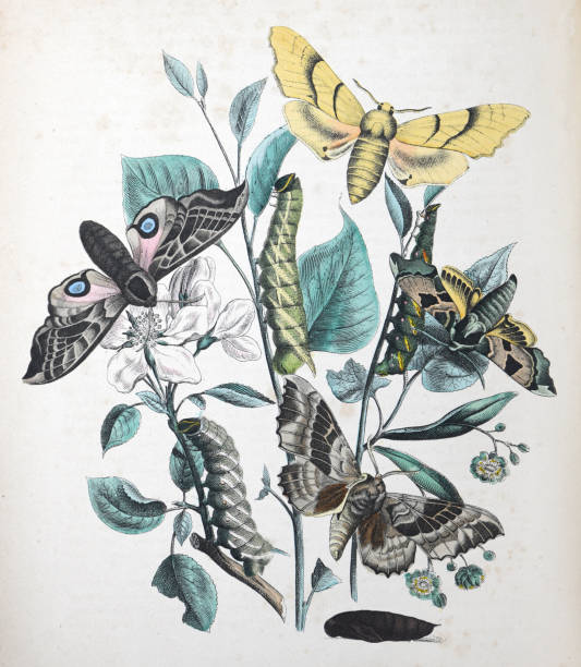 Moths and caterpillars with floral host plant - vintage color illustration Vintage color illustration - Moths and caterpillars with floral host plant smerinthus ocellatus stock illustrations