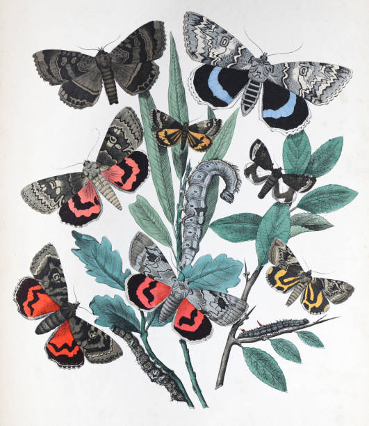 istock Moths and caterpillars with floral host plant - vintage color illustration 1482386340