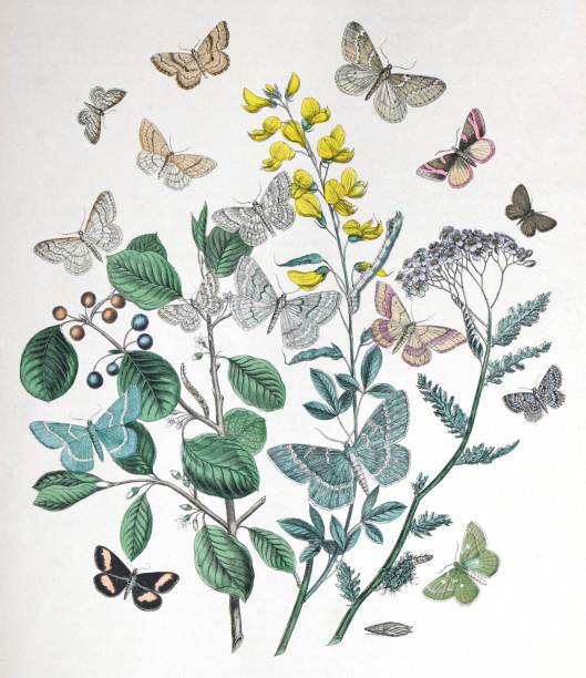 istock Moths and caterpillars with floral host plant - vintage color illustration 1482386474
