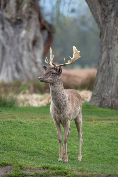 Fallow doe in Knole Park