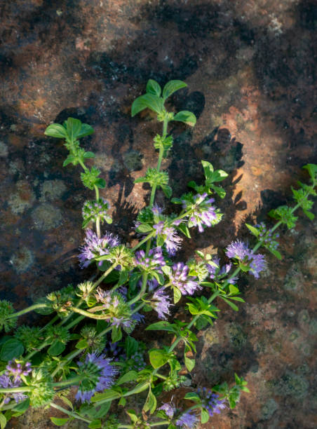 wild mint on vintage stone background (Mentha pulegium, commonly wild mint on vintage stone background (Mentha pulegium, commonly pennyroyal, also called mosquito plant and pudding grass.) mentha pulegium stock pictures, royalty-free photos & images