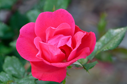 Close-up of a Double Knockout rose flower