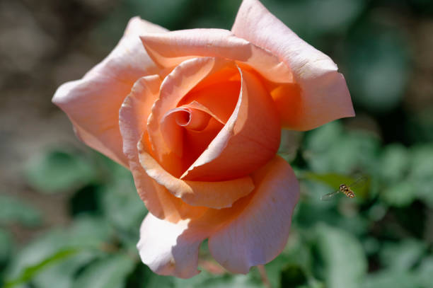a close-up of a rosa brandy (hybrid tea rose) flower with a hoverfly in flight - hybrid tea rose imagens e fotografias de stock