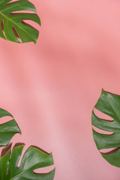 istock Monstera leaves on pink background. 1482390575