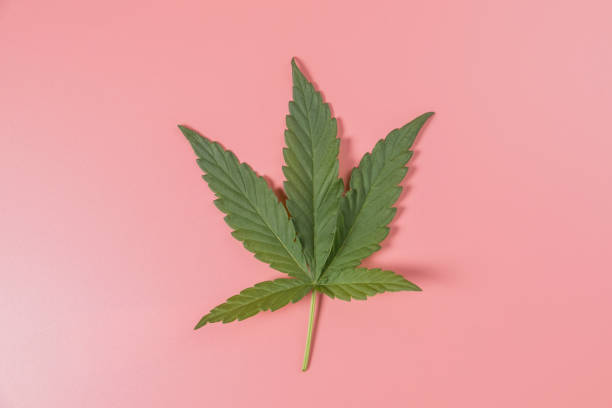 istock Weed, cannabis, hemp, marijuana leaf on colorful background. 1482390589