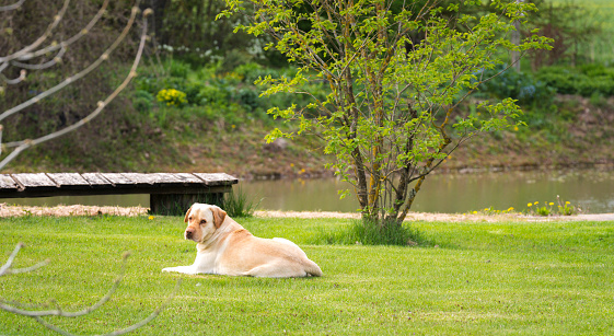 A yellow labrador retriever is lying on the grass in the garden and looking back at us.