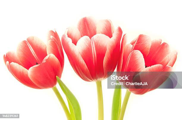 Tulipanes Foto de stock y más banco de imágenes de Amor - Sentimiento - Amor - Sentimiento, Arreglo, Blanco - Color