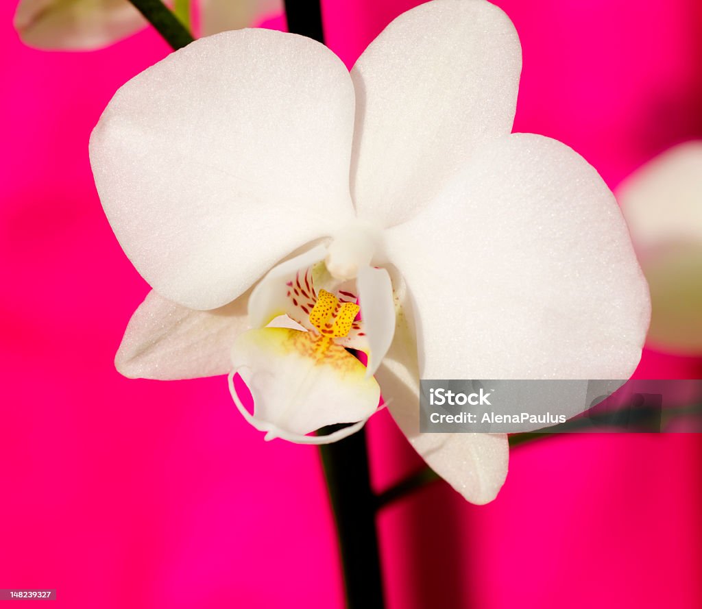 Beautiful Orchid White orchid against pink background; focus on the flower petals. Beauty Stock Photo