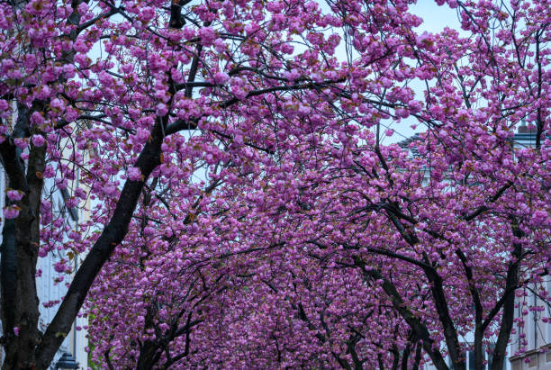 istock A tree canopy of pink cherry trees in full bloom 1482393534