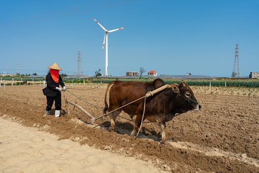 The charm of agriculture: Traditional farmers use oxen to plow the fields, with windmills in the background