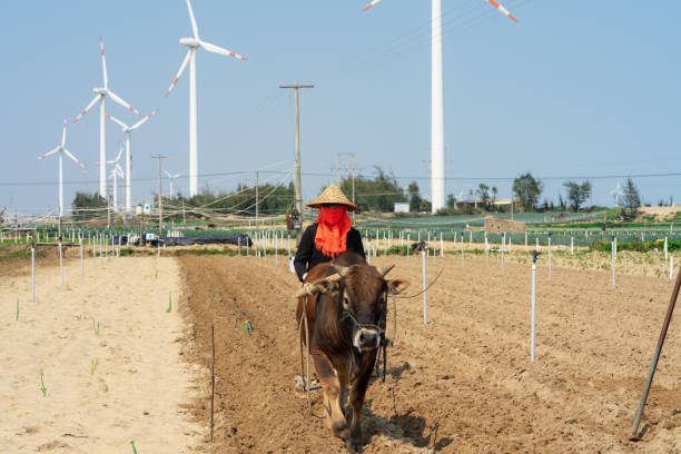 The charm of agriculture: Traditional farmers use oxen to plow the fields, with windmills in the background