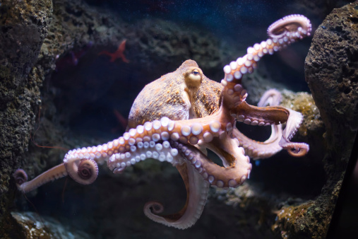 ethereal Octopus de la profundidad (Octopus vulgaris photo