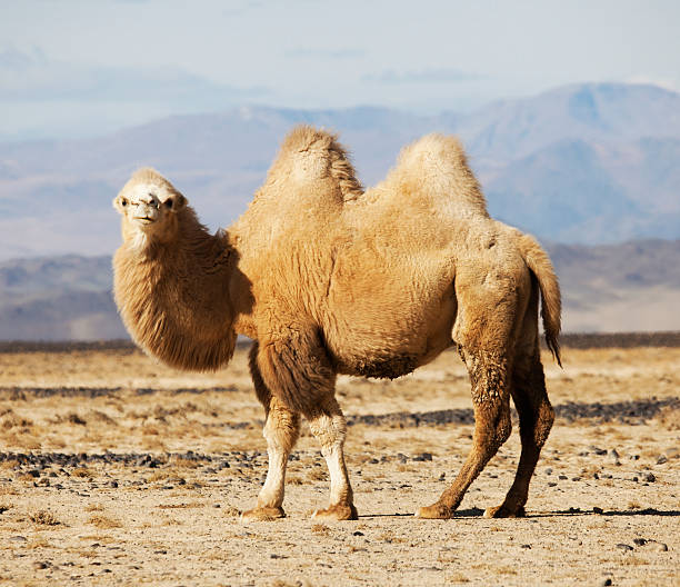 chameau de bactriane dans les steppes de mongolie - two humped camel photos et images de collection