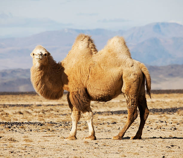 camelo bactriano no steppes da mongólia - bactrianus imagens e fotografias de stock