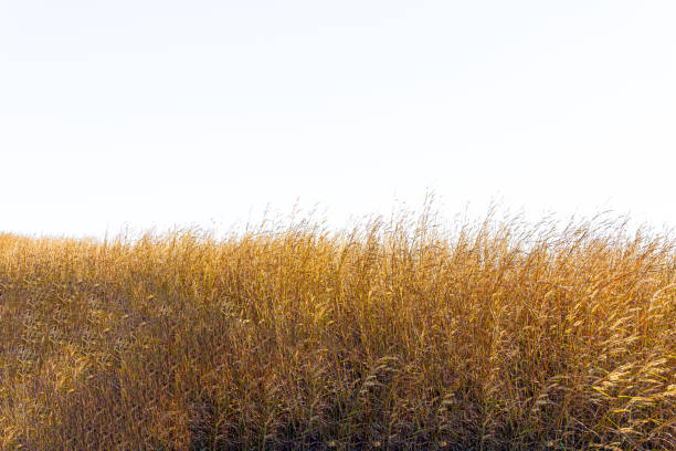 istock Tall yellow wild grass against an isolated white sky / background 1482398329