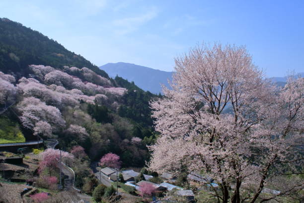 istock Niyodogawa Town Sakura Area,spring in full bloom (Kochi Prefecture) 1482400002