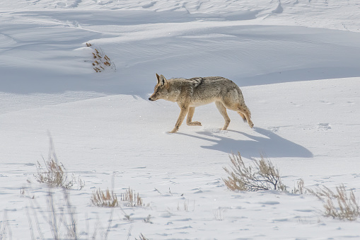 Coyote on fresh snow hunting for food in the Yellowstone Ecosystem of western USA, North America. Nearest cities are Jackson, Wyoming, Bozeman and Billings Montana, Denver, Colorado and Salt lake City, Utah.