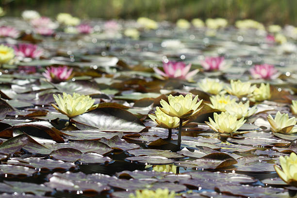 Water Lilies stock photo