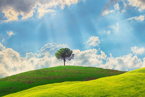 The photo shows a solitary tree, standing proudly at the top of a lush green hill in Tuscany. The tree is adorned with vibrant green leaves that dance in the gentle breeze, and are soaking in the warm sunrays that stream down from above. The scene captured in this photograph is one of tranquility and natural beauty, inviting the viewer to pause and appreciate the wonders of the world around us.