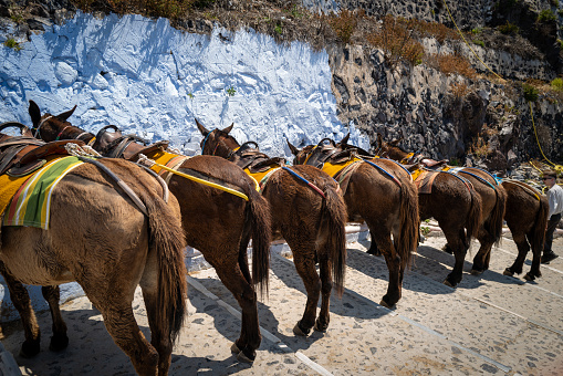 The donkeys in FirÃ¡ on the island of Santorini bring the tourists up the stairs into the town