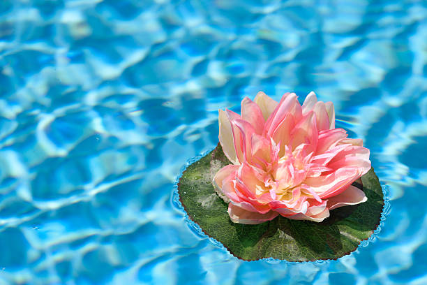 istock Pink Water Lilly in Blue Pool 148240393