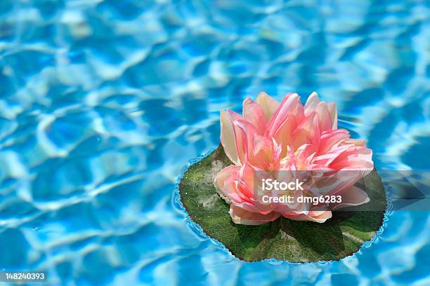Pink Water Lilly In Blue Pool Stock Photo - Download Image Now - Blue, Floating On Water, Horizontal