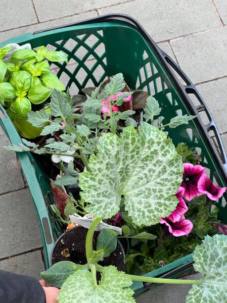 istock flower and vegetable shop 1482404386